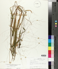 Kellochloa verrucosa image