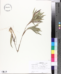 Panicum ravenelii image