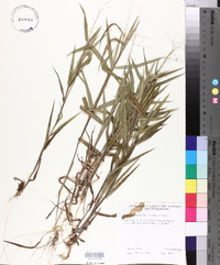 Panicum ravenelii image