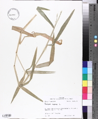 Panicum repens image