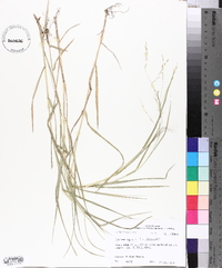 Panicum repens image