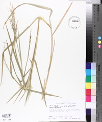 Panicum repens image