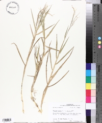 Panicum repens image