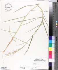 Panicum repens image