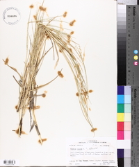 Panicum repens image