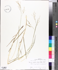 Panicum repens image