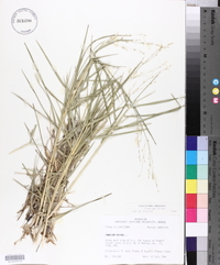Panicum repens image