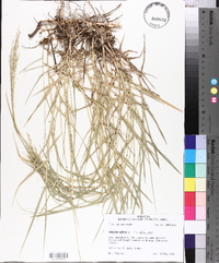 Panicum repens image