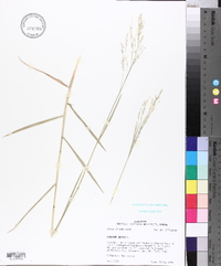 Panicum repens image