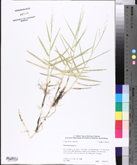 Panicum repens image