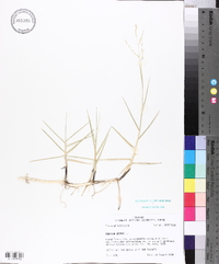 Panicum repens image