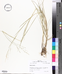 Panicum repens image