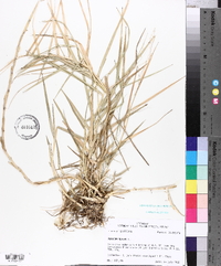 Panicum repens image