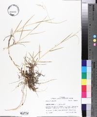 Panicum repens image