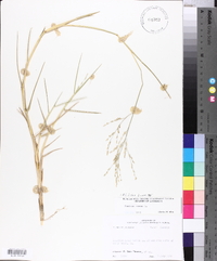 Panicum repens image