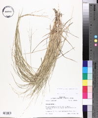 Panicum repens image