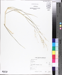 Panicum repens image