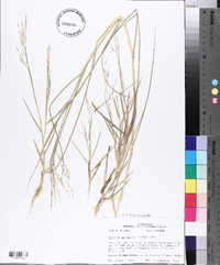 Panicum repens image