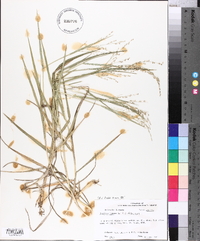 Panicum repens image