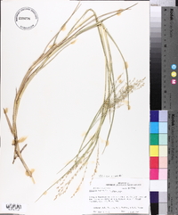 Panicum repens image