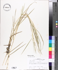 Panicum repens image