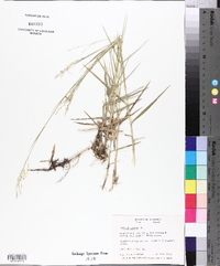 Panicum repens image