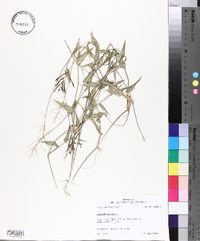 Urochloa reptans image