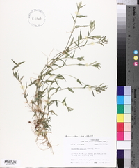 Urochloa reptans image