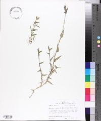 Urochloa reptans image