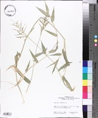 Urochloa reptans image