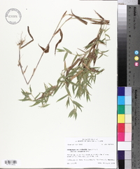 Dichanthelium scoparium image