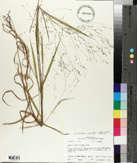 Kellochloa verrucosa image