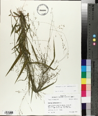 Kellochloa verrucosa image