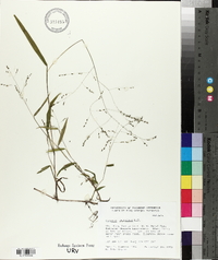 Kellochloa verrucosa image