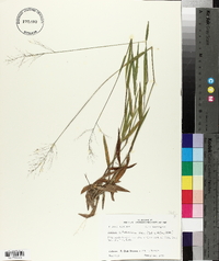 Panicum villosissimum image