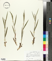 Panicum villosissimum image