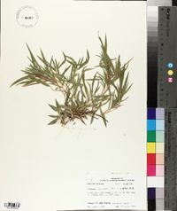 Dichanthelium villosissimum var. villosissimum image