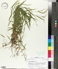 Kellochloa verrucosa image