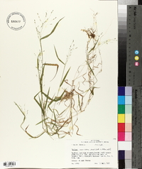 Kellochloa verrucosa image