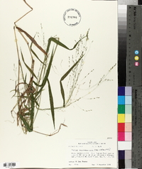 Kellochloa verrucosa image