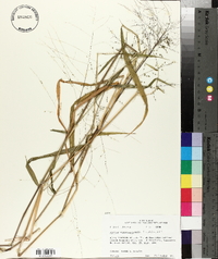 Kellochloa verrucosa image