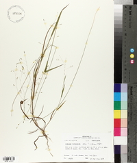 Kellochloa verrucosa image