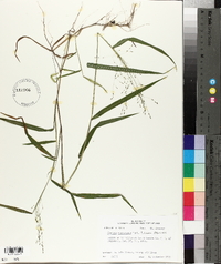 Kellochloa verrucosa image