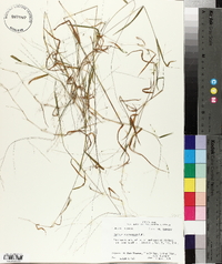 Kellochloa verrucosa image