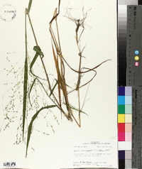 Kellochloa verrucosa image