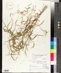 Kellochloa verrucosa image