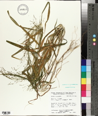 Kellochloa verrucosa image