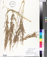 Panicum amarum image