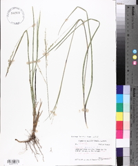 Panicum amarum image