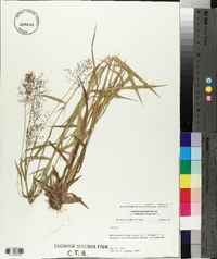 Panicum lindheimeri image